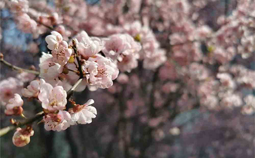 武大櫻花幾月開(開放時間) 2019武大櫻花什么時候開