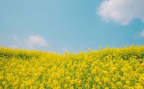 2023東湖太漁橋油菜花節(jié)時間和地點