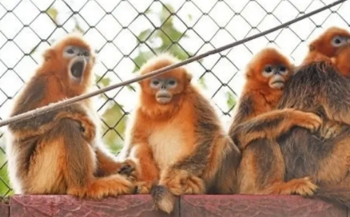 武漢動(dòng)物園年卡多少錢一張