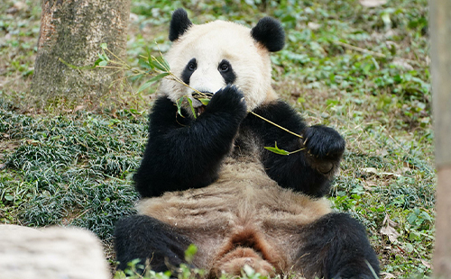 2024武漢動(dòng)物園五一開(kāi)放時(shí)間及限流人數(shù)