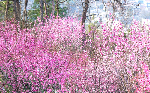 武漢花鄉(xiāng)茶谷梅花花期和門票價格2025