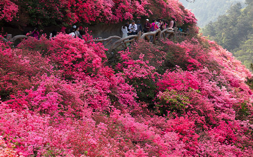 木蘭云霧山杜鵑花什么時候開花2025最佳觀賞時間
