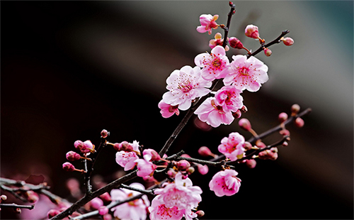 2019國內(nèi)櫻花哪里最好看 2019國內(nèi)看櫻花的地方