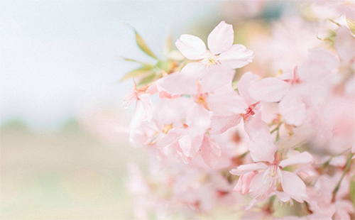 國內(nèi)櫻花什么季節(jié)開放2019 國內(nèi)櫻花什么時候開