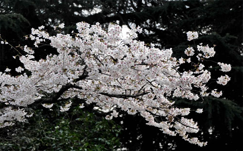 武大櫻花預(yù)約2019 國內(nèi)熱門櫻花地圖分布