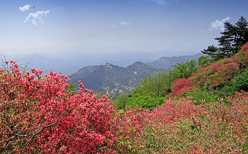 2019麻城龜峰山杜鵑花?；ㄆ陬A(yù)報（景點介紹+交通+票價）