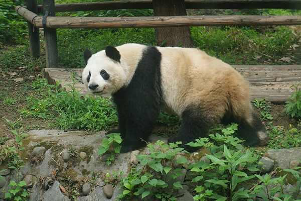 成都有哪些景點(diǎn)值得推薦 武漢到成都旅游怎么樣