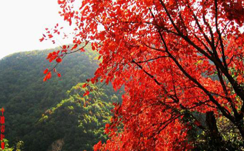 2019年古北水鎮(zhèn)紅葉祭活動(dòng)什么時(shí)候開始 有什么亮點(diǎn)
