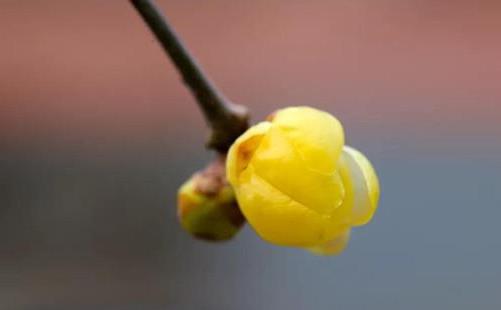 濟(jì)南哪里有臘梅 現(xiàn)在開(kāi)放了嗎 賞梅地點(diǎn)推薦