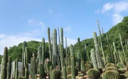 2020年春節(jié)仙湖植物園及弘法寺開(kāi)放時(shí)間_交通管制_人流限制