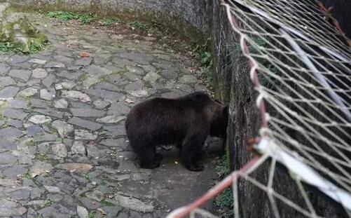 2020杭州動物園開放時間_預(yù)約入口_入園流程