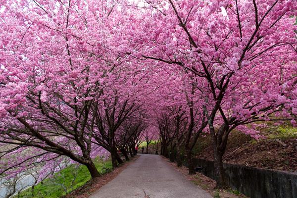 2020春天適合去哪里旅游_開放景區(qū)名單 疫情期間出游要注意什么