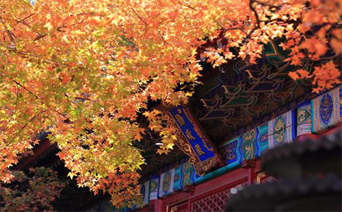 北京香山公園開門了嗎開放時間_門票價格_幾月份去好_餐廳