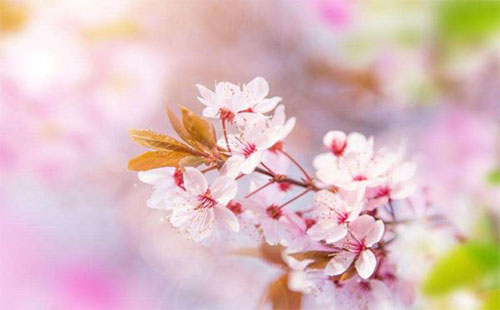 北京玉淵潭公園開放嗎_門票預(yù)約_櫻花節(jié)取消