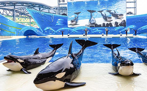 上海海昌海洋公園開放了嗎 門票優(yōu)惠政策 年卡有效期