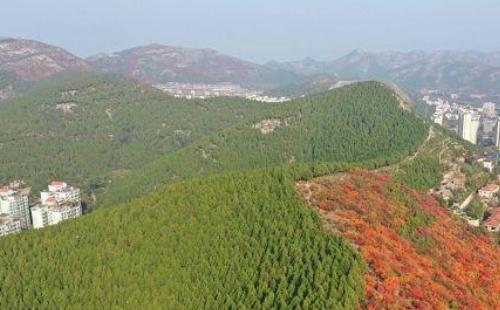 濟(jì)南蝎子山紅葉什么時(shí)候紅2020