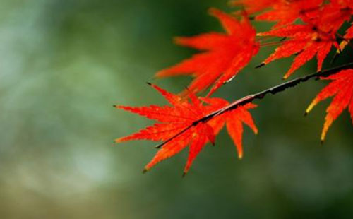 南京棲霞山紅楓的最佳觀賞期是什么時候