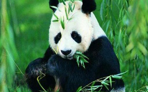 2021南京洪山動物園認養(yǎng)大熊貓活動還有嗎
