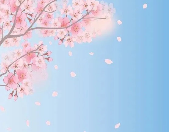 上海櫻花2021最佳觀(guān)賞時(shí)間 上海櫻花最佳觀(guān)賞地