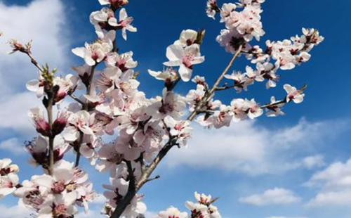 2021北京昌平春季賞花指南（品種+花期+地點(diǎn)）