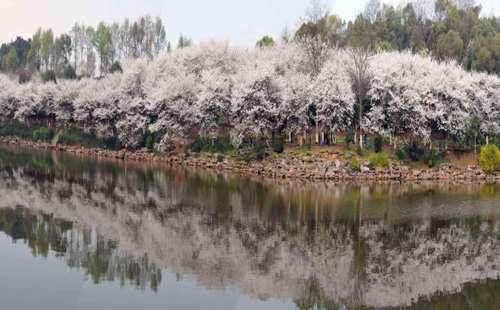 2021長(zhǎng)沙櫻花開(kāi)了嗎 有哪些觀(guān)賞櫻花的地方