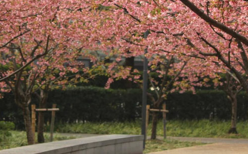 2021上海櫻花節(jié)活動(dòng)一覽（附注意事項(xiàng)）