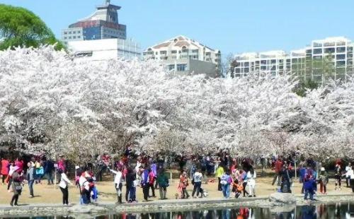 2021北京櫻花節(jié)觀(guān)賞時(shí)間及地點(diǎn)推薦