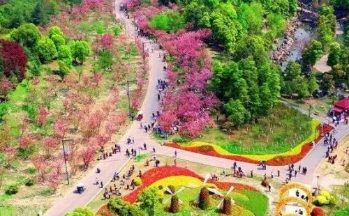 成都青白江鳳凰湖櫻花什么時候開2021(花期+觀賞點）