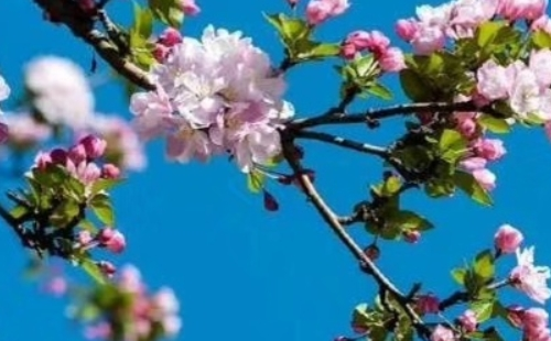 北京香山公園春季賞花時間表 (花期+地點(diǎn)）
