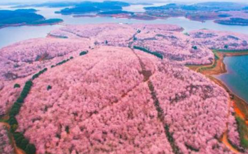 貴州平壩櫻花門票多少錢2021（附預(yù)約流程）