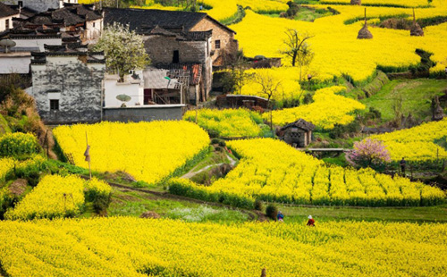 婺源油菜花最佳觀賞期是什么時(shí)候2021