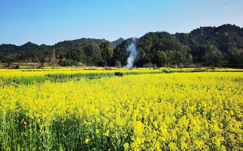 婺源油菜花幾月份開(kāi)花2021（時(shí)間+門票+最佳觀賞地）