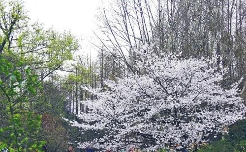 上海植物園櫻花什么時候開2021（花期+最佳賞櫻地點(diǎn)）