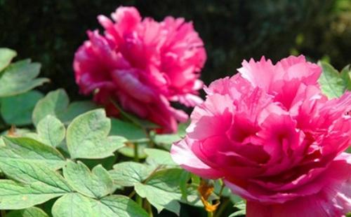 彭州丹景山牡丹花什么時候開2021(花期+賞花路線）