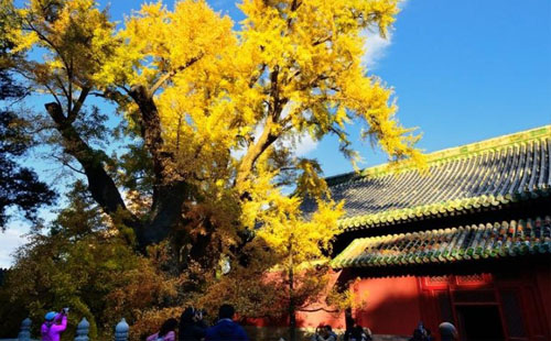 2021北京大覺寺清明節(jié)開放嗎（開放時間）