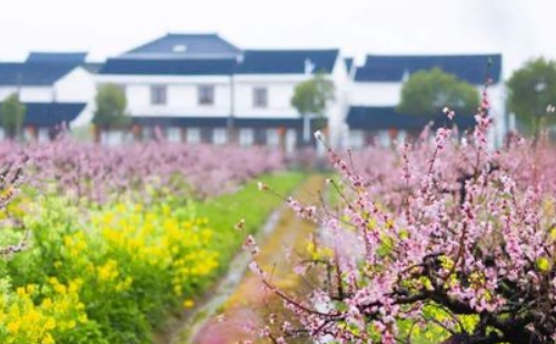 2021上海金山田野百花節(jié)全攻略 （時間地址+活動內(nèi)容）