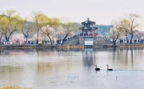 2021頤和園春天有什么花(附花期時間表)