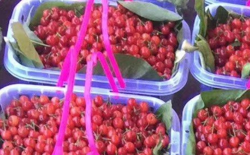 攀枝花米易黃草櫻桃攻略（價(jià)格+路線）