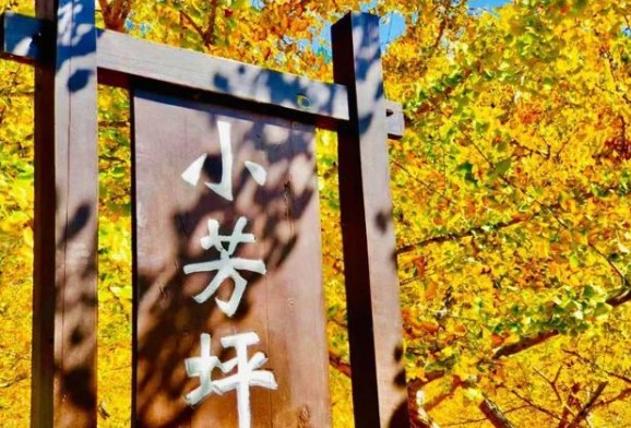 2020年南雄銀杏最佳觀賞期是什么時(shí)候 最佳觀賞點(diǎn)