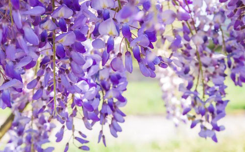 北京紫藤花哪個(gè)公園好看 北京紫藤花觀賞地
