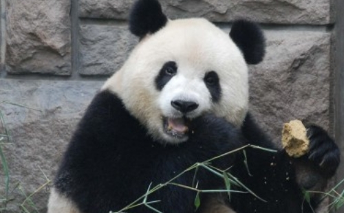 北京動(dòng)物園游玩攻略2021
