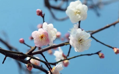 2022上海梅花觀賞最佳地點(diǎn)推薦_上海梅花觀賞哪里最佳