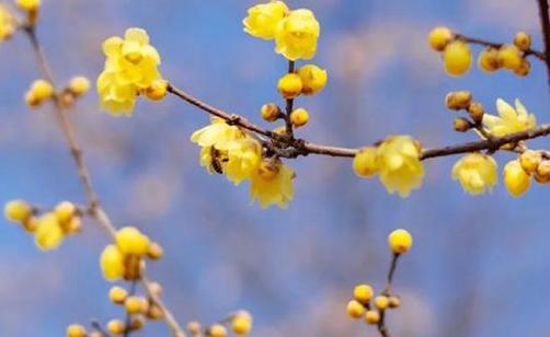 湖北賞梅花的景點(diǎn)推薦2022