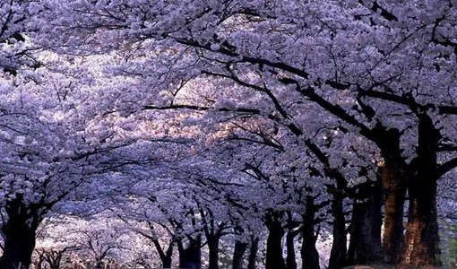 2022北京玉淵潭公園清明節(jié)開放嗎（附開放時間）