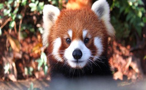 杭州動(dòng)物園怎么去方便（公交+地鐵）
