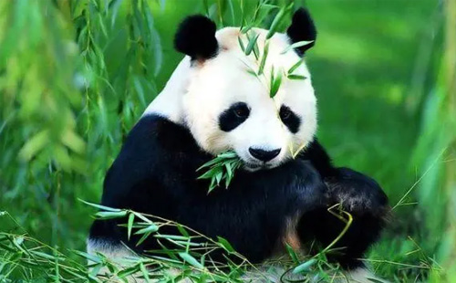 2022杭州動(dòng)物園有哪些動(dòng)物
