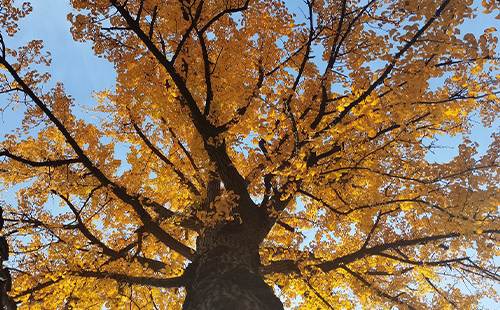 2022蘇州銀杏最佳觀賞時(shí)間和最佳觀賞地點(diǎn)