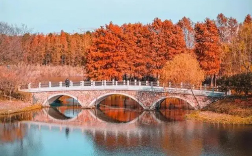 虎丘濕地公園水杉林在哪里(開放時間+門票+最佳觀賞期)
