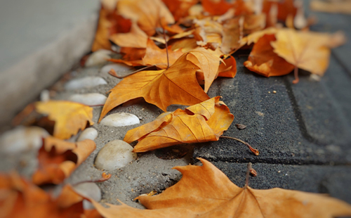 2022上海落葉不掃景觀道路完整名單(不掃時間+不掃道路)