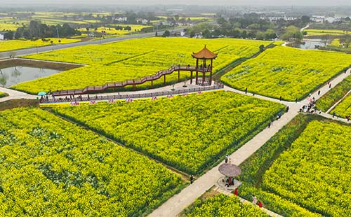 2023湖北省油菜花節(jié)什么時(shí)候開幕(時(shí)間+地點(diǎn)+活動(dòng))